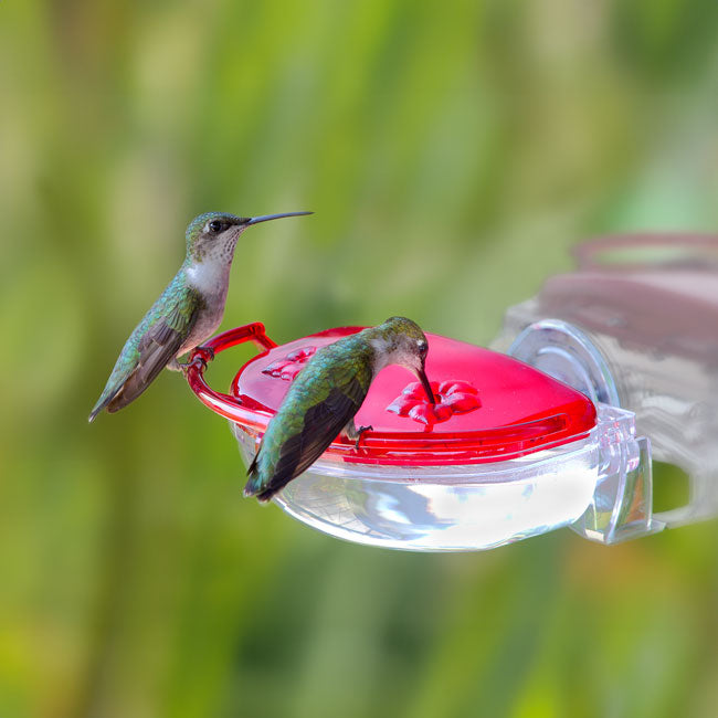 Aspects Gem Window Hummingbird Feeders, 4 oz., Pack of 2
