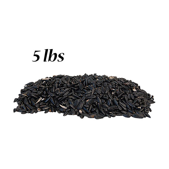 Black Oil Sunflower Seed
