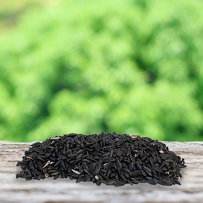 Black Oil Sunflower Seed