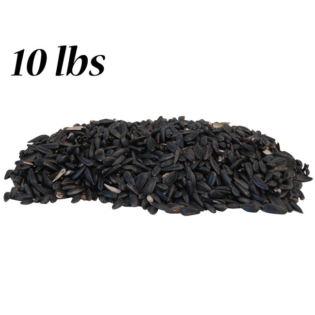 Black Oil Sunflower Seed
