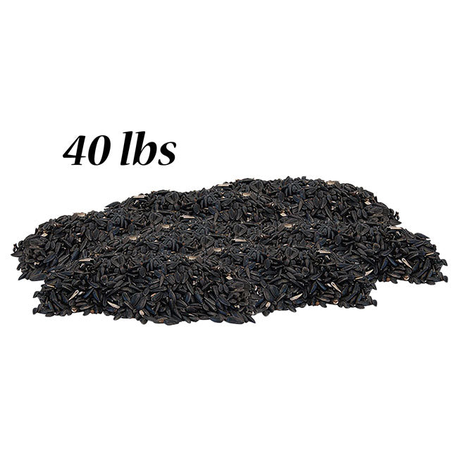 Black Oil Sunflower Seed
