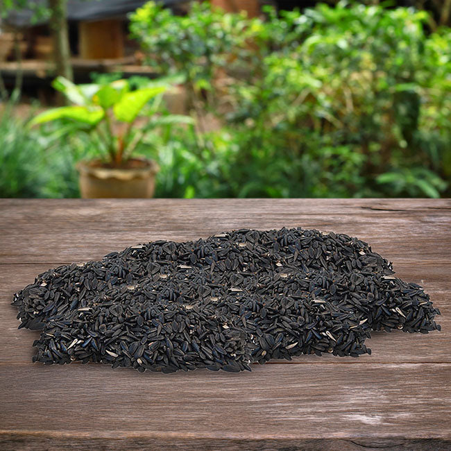 Black Oil Sunflower Seed