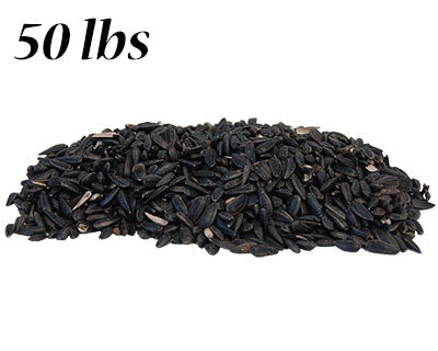 Black Oil Sunflower Seed