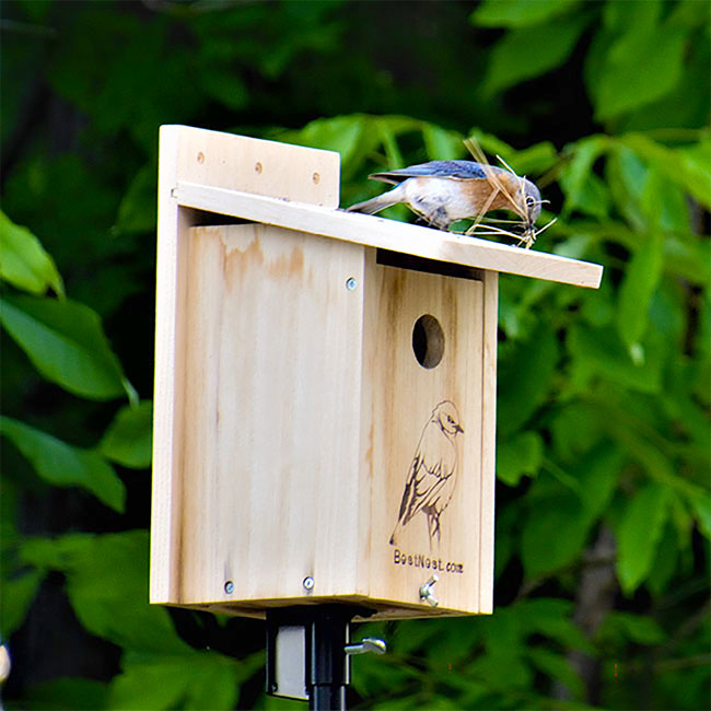 BestNest Seasonal Bluebird Houses with Poles Kit