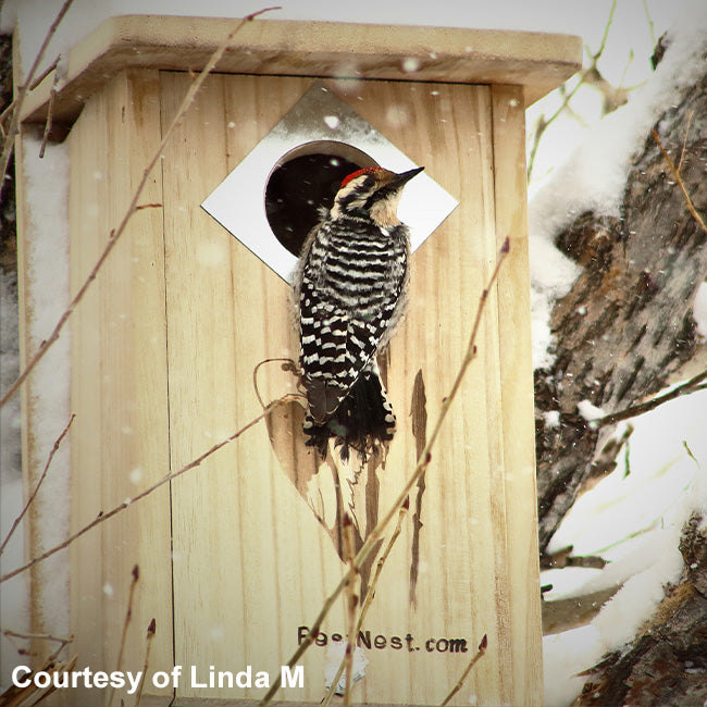 BestNest Classic Three-Woodpecker House