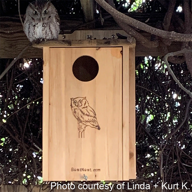 BestNest Premium Screech Owl / Kestrel House
