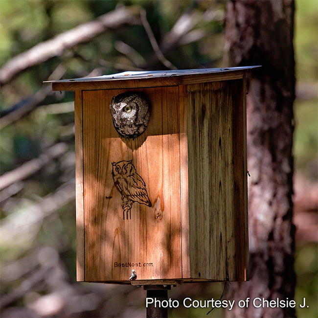BestNest Premium Screech Owl / Kestrel House