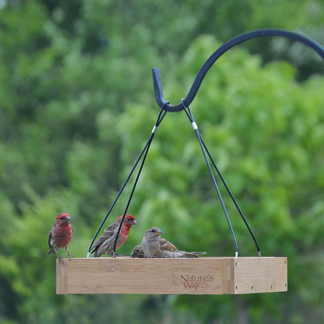 Nature’s Way Bamboo Tray Feeder with Bluebird Nuggets