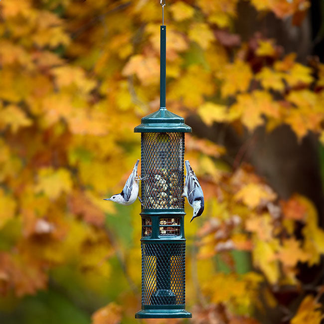Squirrel Buster Squirrel Proof Nut Feeder with Branch Hook