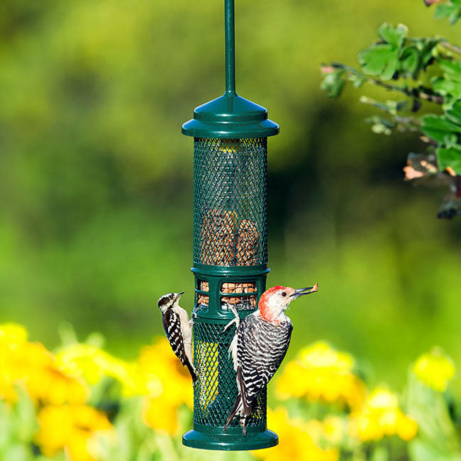 Squirrel Buster Squirrel Proof Nut Feeder with Branch Hook