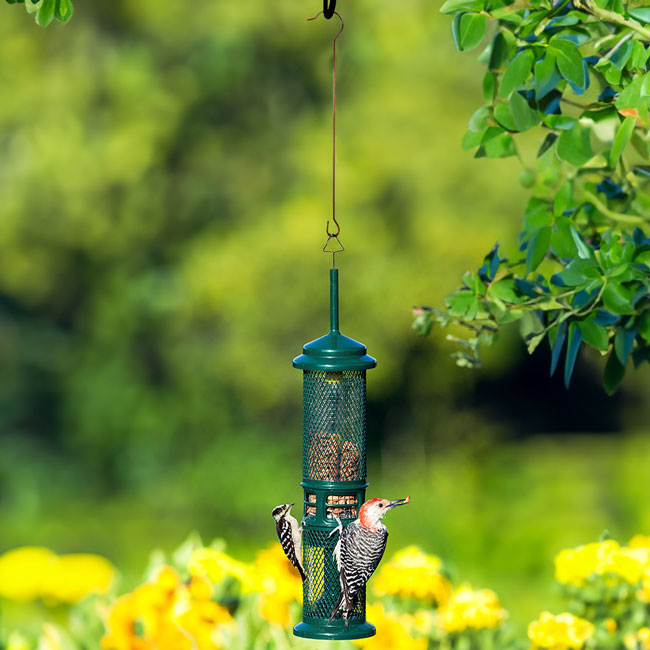Squirrel Buster Squirrel Proof Nut Feeder with Branch Hook