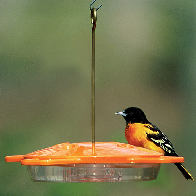 Aspects Oriole Feeder and Nectar Package by Prime Retreat