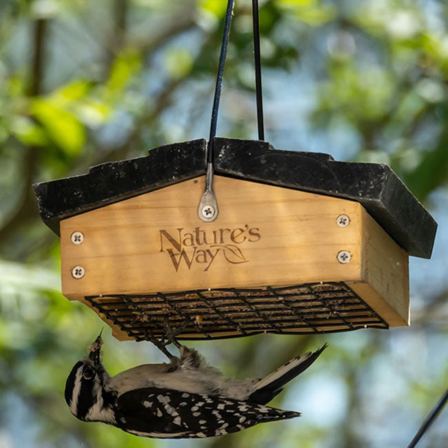 Upside-Down Suet Feeder with 12 Peanut Butter Suet Cakes
