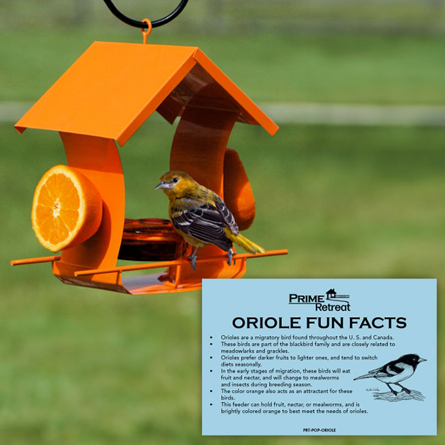 Metal Six Station Oriole Feeder Kit by Prime Retreat