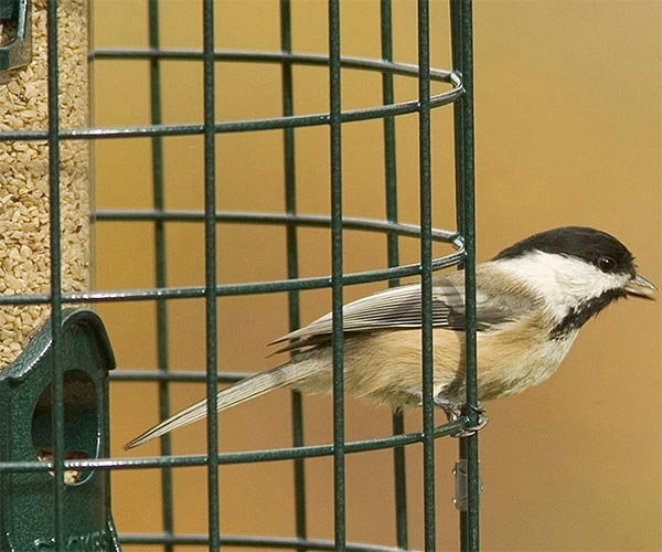 Stokes Squirrel Resistant Caged Bird Feeders, Pack of 2