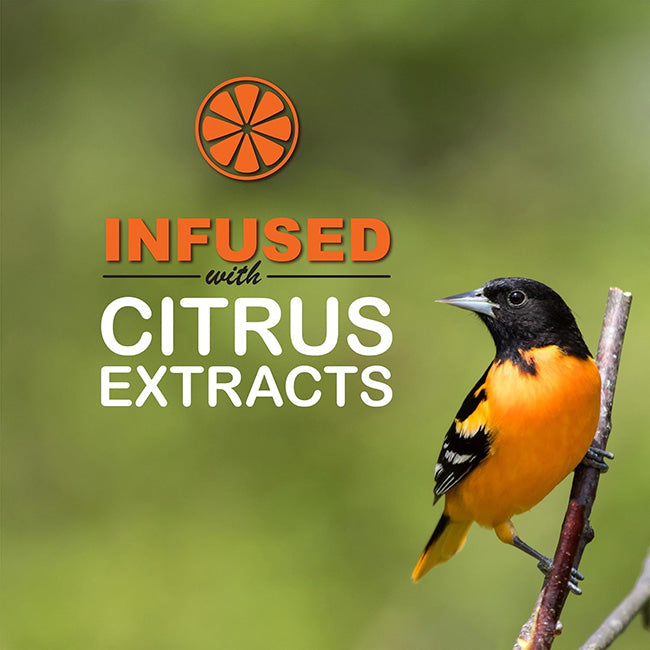 Going Green Oriole Feeder w/Jelly & Nectar by Prime Retreat