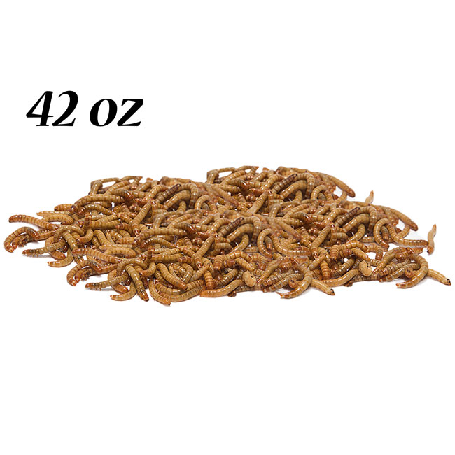 Wildlife Sciences Dehydrated Mealworms, 42 oz.