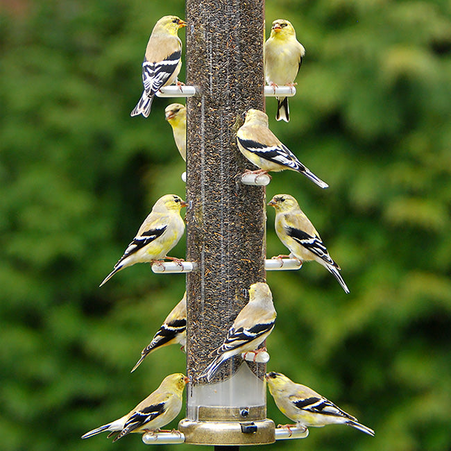 Aspects Large Bird Feeder Set, Antique Brass