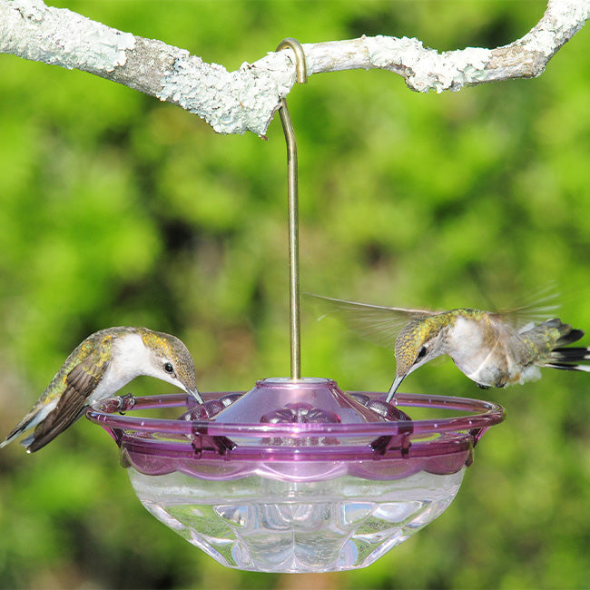 Aspects HummBlossom Hummingbird Feeders, Plum, Pack of 2