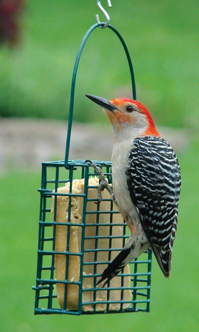 Audubon Single Suet Cake Feeder w/Woodpecker Treat Suet