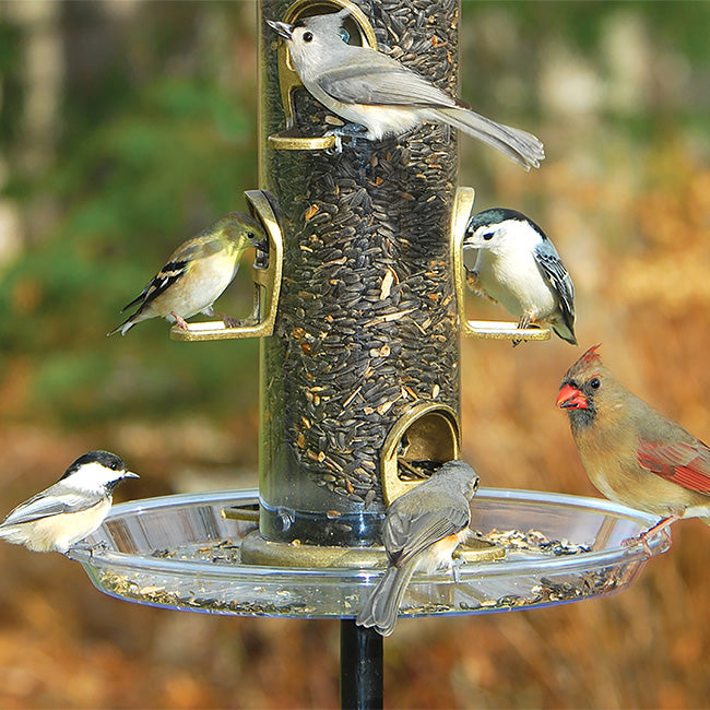 Aspects Big Tube Wild Bird Feeder w/ Seed, Dome, and Tray