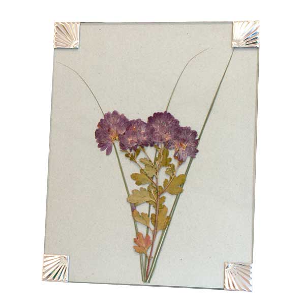 BestNest Nature Press, 9" x 9"