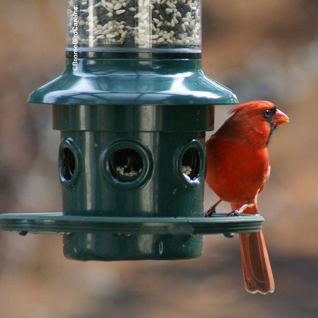 Brome Squirrel Buster Plus Squirrel Proof Feeder & Hanger