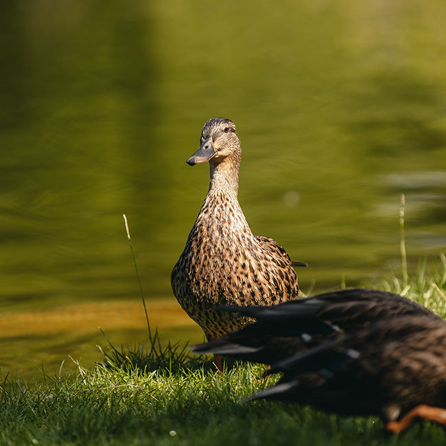 Nestera Duck House, Green and Black