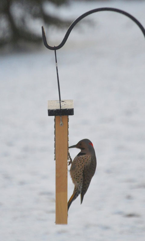 Nature's Way Cedar Suet Feeders with Tail Props, Pack of 2