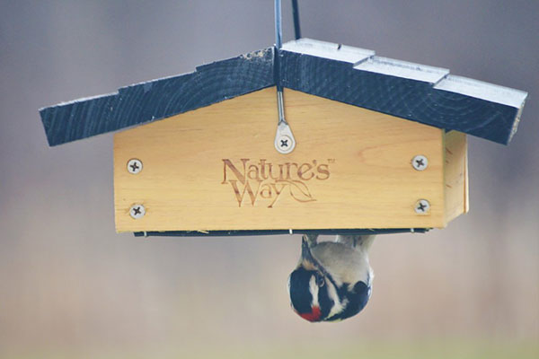 Nature's Way Cedar Upside-Down Feeder & Hot Pepper Suet Kit