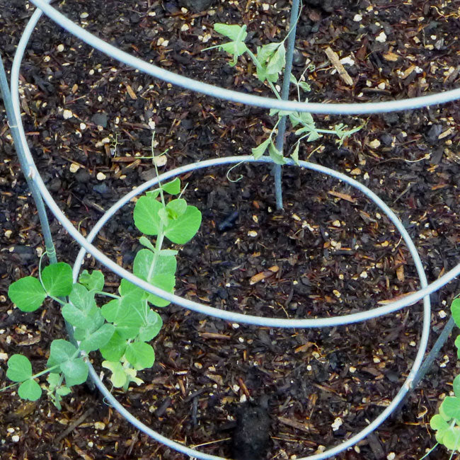 Panacea Round Tomato & Pepper Towers, Galvanized, Pack of 20