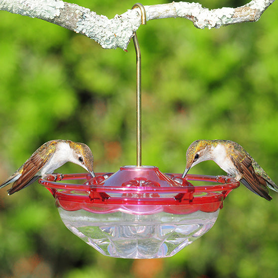 HummBlossom Hummingbird Feeder w/Hanger Kit by Prime Retreat