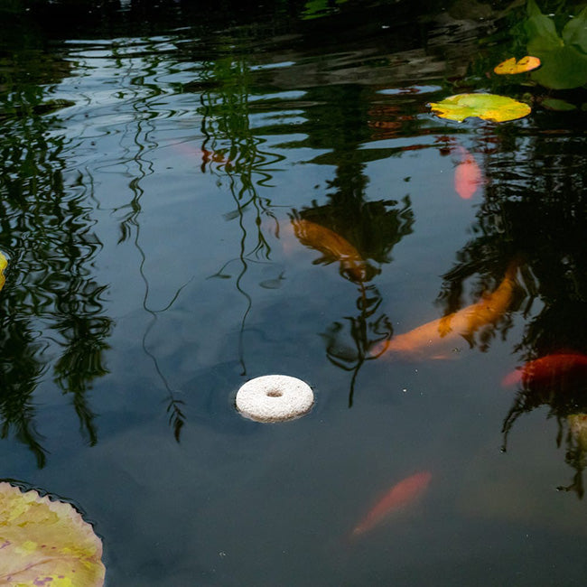 Glass Poppy Bird Bath and Stand with Mosquito Dunks®  Kit