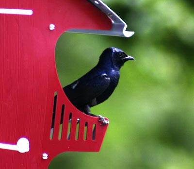 S&K Purple Martin Barn, 16 Room