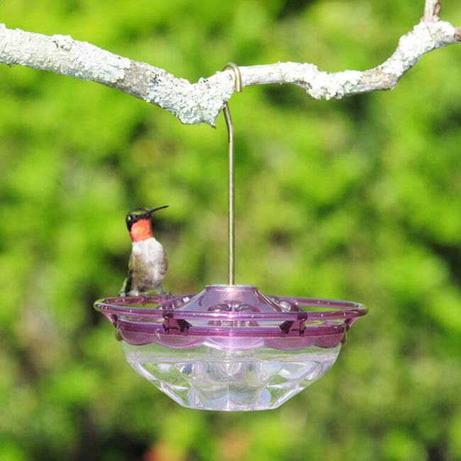 Aspects HummBlossom Hummingbird Feeders, Plum, Pack of 2