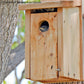 Audubon Cedar Bluebird Houses, Pack of 4