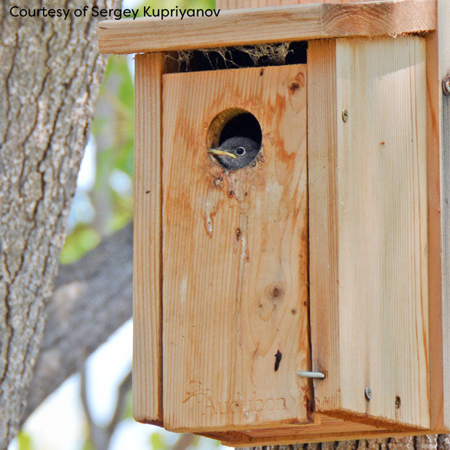 Audubon Cedar Bluebird Houses, Pack of 4