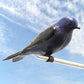 Heath 24-Room Deluxe Purple Martin House Package