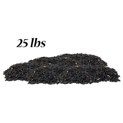 Black Oil Sunflower Seed