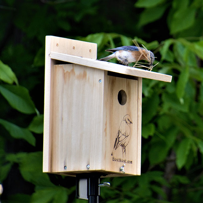 BestNest Seasonal Bluebird House