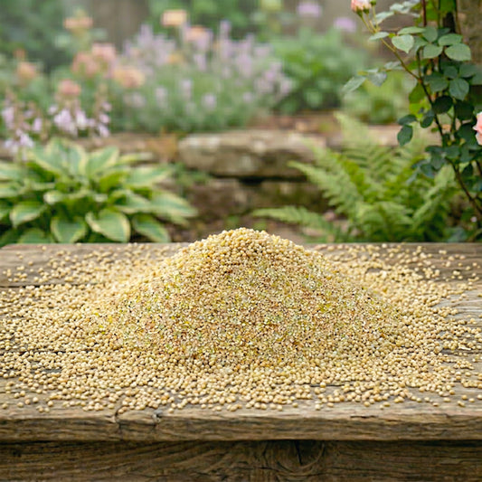 White Millet