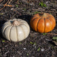 Artisanal Squash Pumpkin Statues, Pack of 2