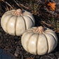 Artisanal Squash Pumpkin Statues, Pack of 2