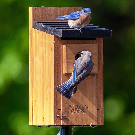 Nature's Way Cedar Traditional Bluebird Houses, Pack of 4