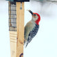 Cedar Suet Feeder w/Tail Prop & 12 Peanut Butter Suet Cakes