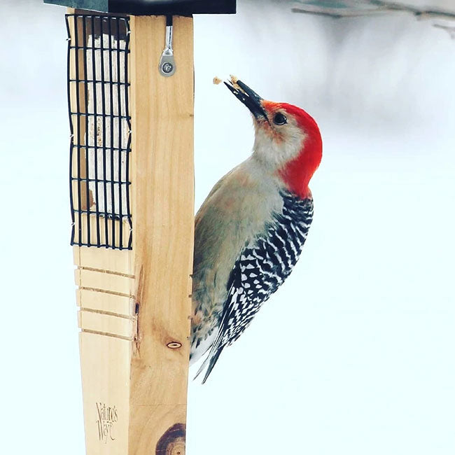 Cedar Suet Feeder w/Tail Prop & 12 Peanut Butter Suet Cakes