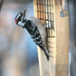 Cedar Suet Feeder w/Tail Prop & 12 Peanut Butter Suet Cakes