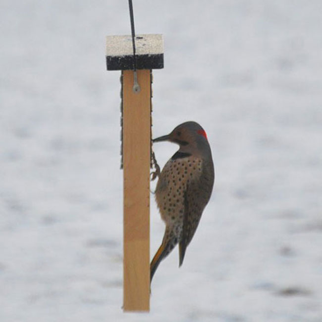 Cedar Suet Feeder w/Tail Prop & 12 Peanut Butter Suet Cakes