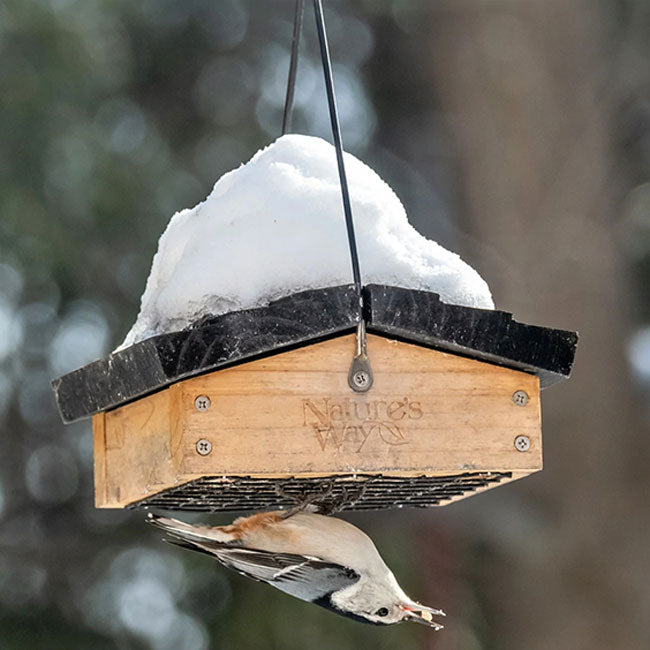 Upside-Down Suet Feeder with 12 Peanut Butter Suet Cakes