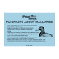 Audubon Mallard Duck with Sound Kit by Prime Retreat